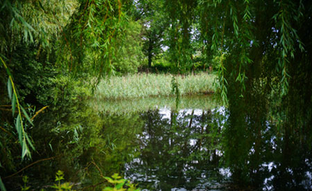 Skoven i Gerlevparken, Fotograf: Karl Gercens