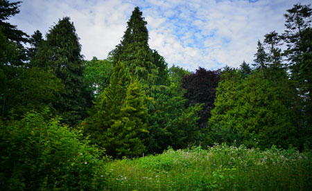 Skoven i Gerlevparken, Fotograf: Karl Gercens