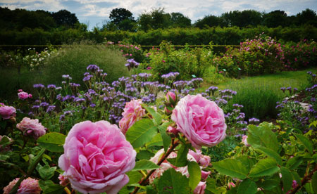 Rosenbede i Gerlevparken, Fotograf: Karl Gercens